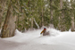 Heli Skiing in Canada old growth forest